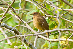 Turdus grayi
