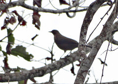 Turdus sanchezorum
