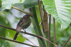 Turdus maculirostris