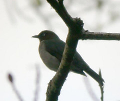 Turdus jamaicensis