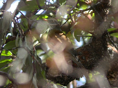Turdus rufopalliatus