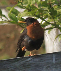 Turdus rufitorques