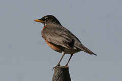 Turdus migratorius