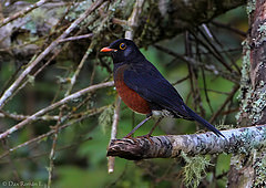 Turdus swalesi