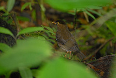 Turdus lherminieri