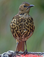 Turdus eremita