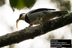 Chlamydochaera jefferyi