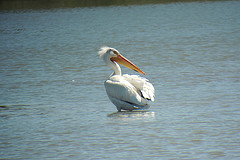 Pelecanus erythrorhynchos