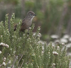 Cercotrichas coryphoeus