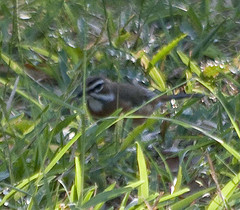 Cercotrichas quadrivirgata