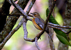 Cercotrichas barbata