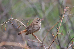 Cercotrichas galactotes