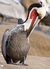 Pelecanus occidentalis