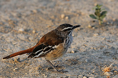 Cercotrichas hartlaubi