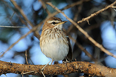 Cercotrichas leucophrys