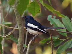 Copsychus albospecularis