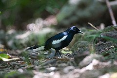 Copsychus sechellarum