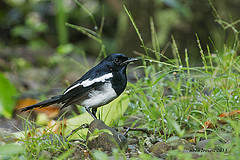 Copsychus mindanensis