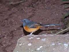 Copsychus malabaricus