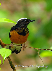 Copsychus stricklandii