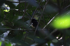 Copsychus luzoniensis