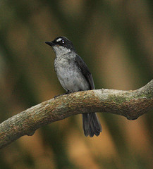 Fraseria cinerascens