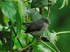 Myioparus griseigularis