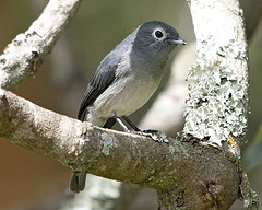 Melaenornis fischeri