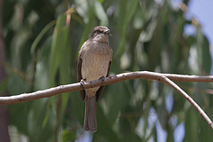 Melaenornis chocolatinus