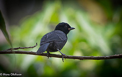 Melaenornis ardesiacus