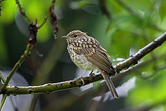 Melaenornis pallidus