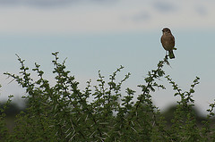 Melaenornis infuscatus