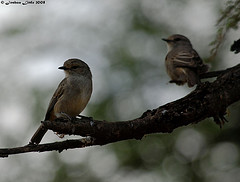 Melaenornis microrhynchus