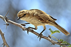 Melaenornis mariquensis