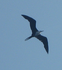 Fregata aquila