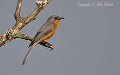 Empidornis semipartitus