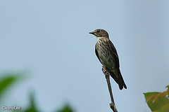 Muscicapa griseisticta