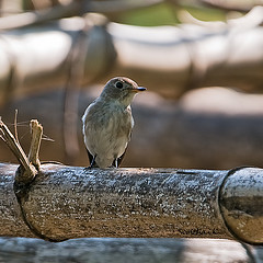 Muscicapa williamsoni