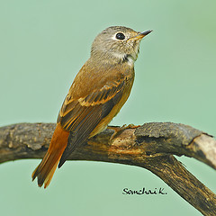 Muscicapa ferruginea