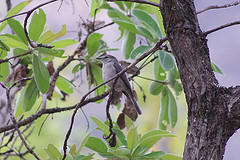 Muscicapa caerulescens