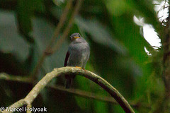Muscicapa sethsmithi