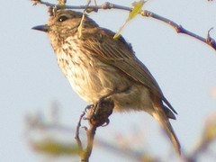 Muscicapa boehmi