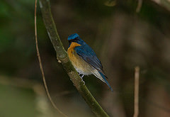 Cyornis magnirostris