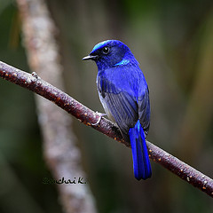 Niltava macgrigoriae