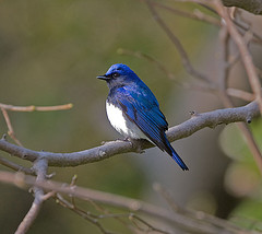 Cyanoptila cyanomelana