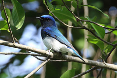Cyanoptila cumatilis