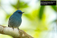 Eumyias albicaudatus