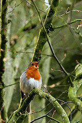 Erithacus rubecula