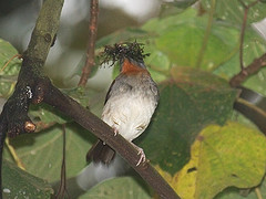 Pseudalethe poliophrys