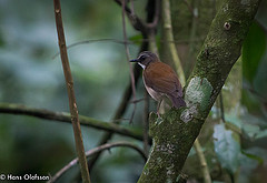 Pseudalethe poliocephala